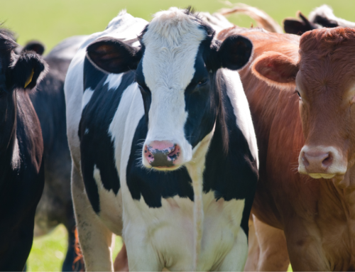 Conference for the presentation of the STAR(T)-beef project in Krya Vrysi Pella