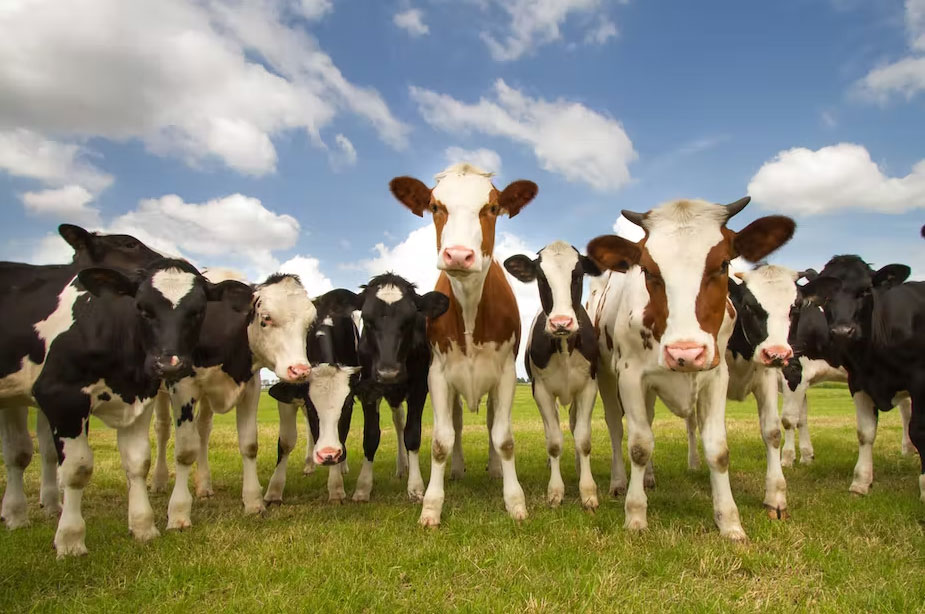 cattle image