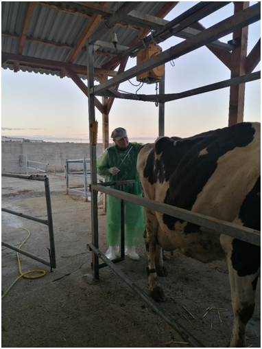 cow1